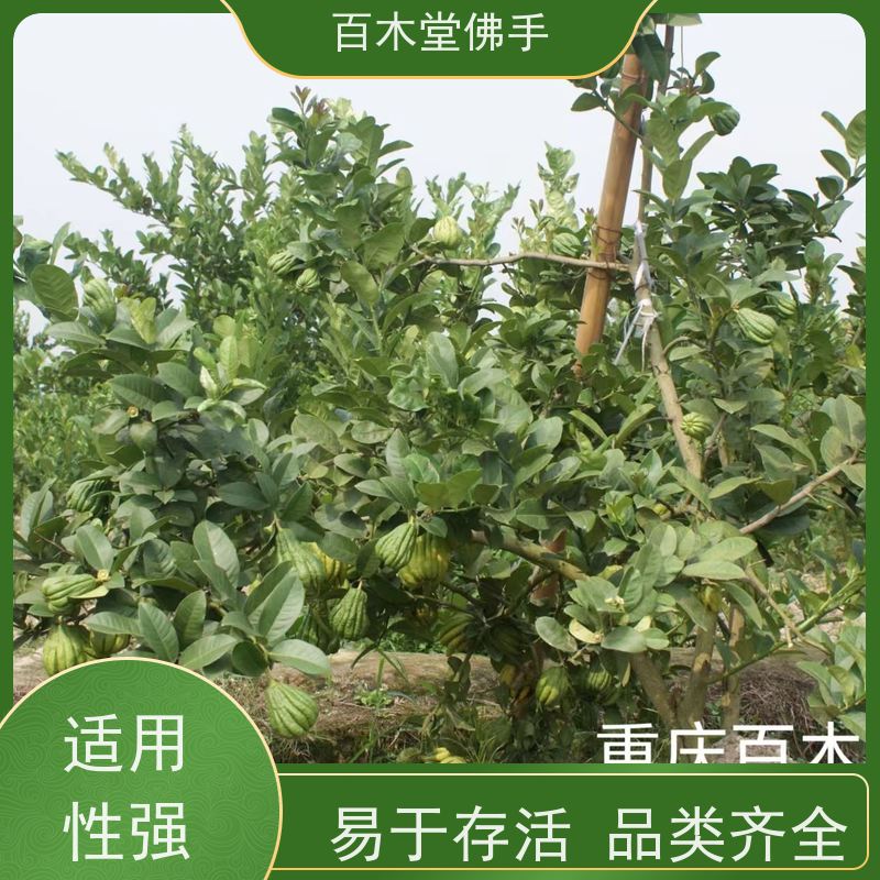 百木堂 良种佛手苗种植 树形丰富 成活率高 城市景观绿化树