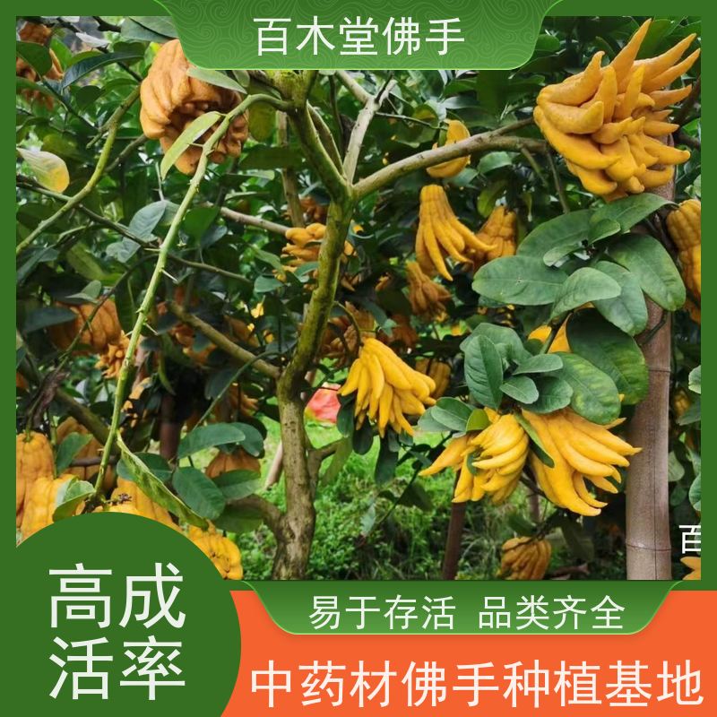 百木堂 佛手柑 树形丰富 成活率高 中药材种植基地 