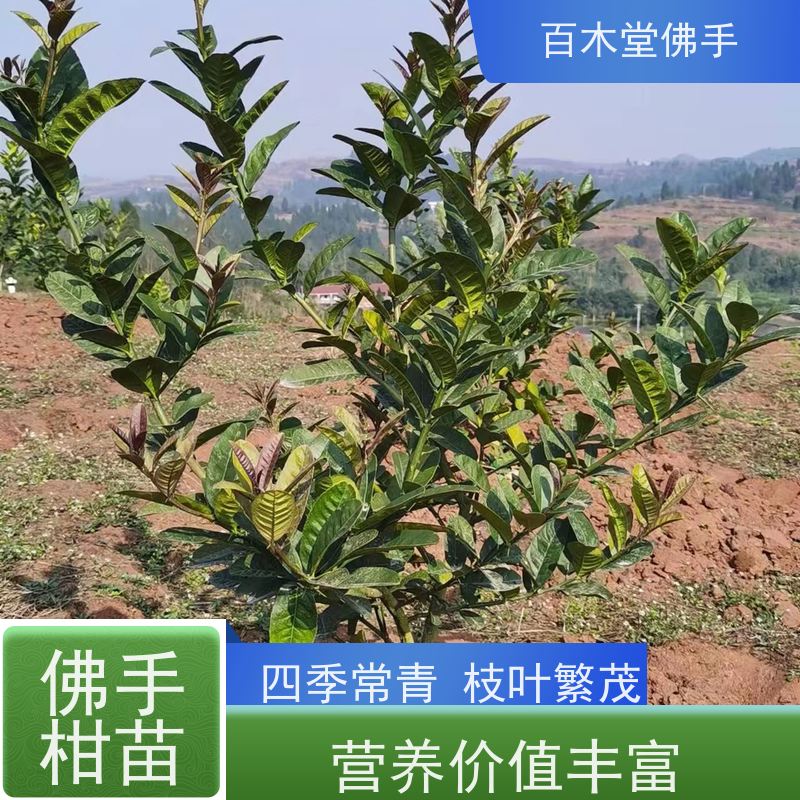 百木堂道路绿化行道苗柠檬种植树形丰富 用途广泛