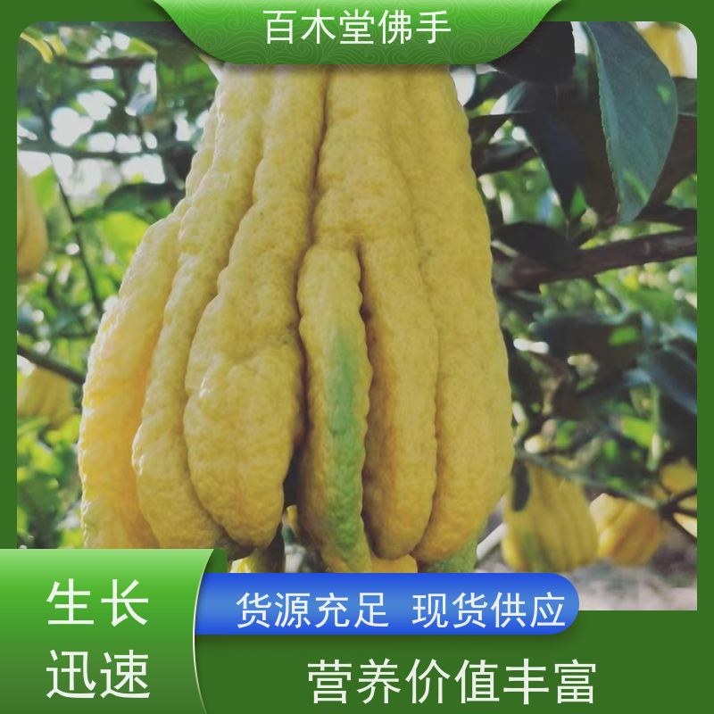 百木堂种苗基地直供石菖蒲种植观赏植物 用途广泛