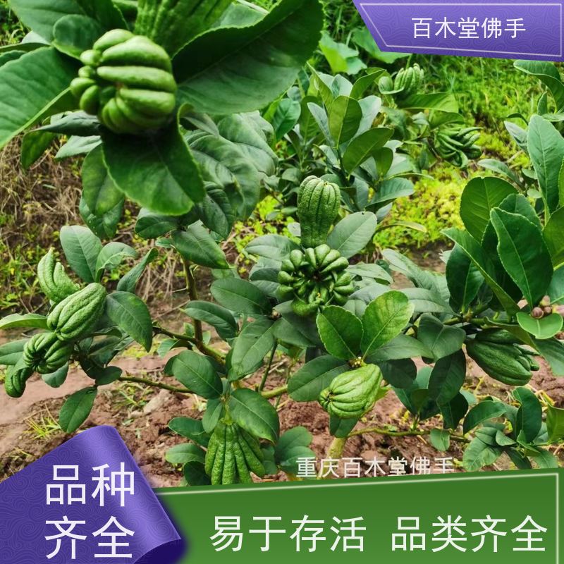 百木堂 佛手柑 枝叶紧密 美丽多姿 道路绿化行道苗