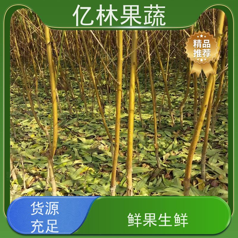 基地供应 园林嫁接桃苗 特产果树桃幼苗 易栽培桃树苗
