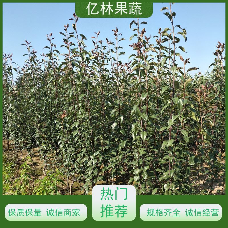 亿林苗木 园林嫁接桃苗 果树苗批发 当年结果 根系饱满成活率高
