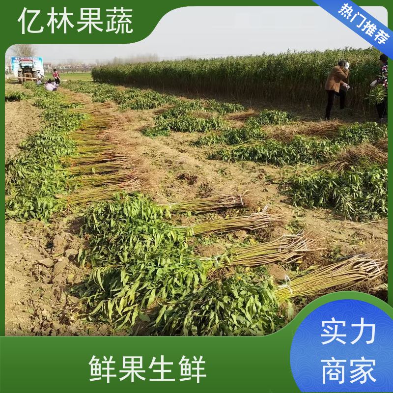 基地供应 冬桃苗 新品种挑苗 香甜可口 根系饱满成活率高
