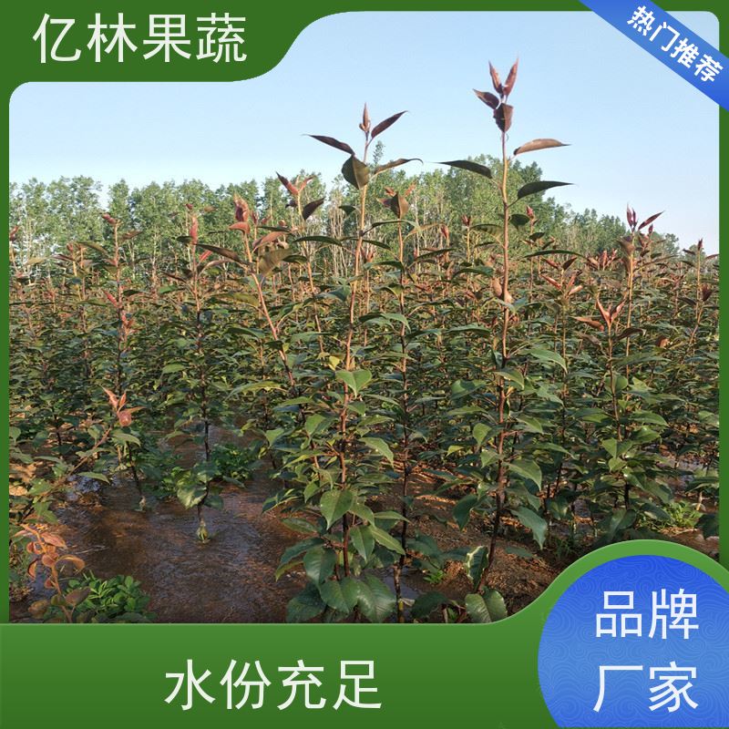 亿林苗木 油桃苗 三公分现挖现发 品种齐全 易栽培桃树苗