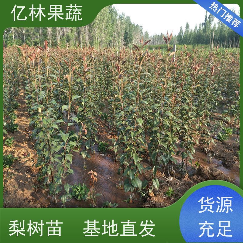 基地供应 油桃苗 嫁接技术指导 抗寒能力强 易栽培桃树苗