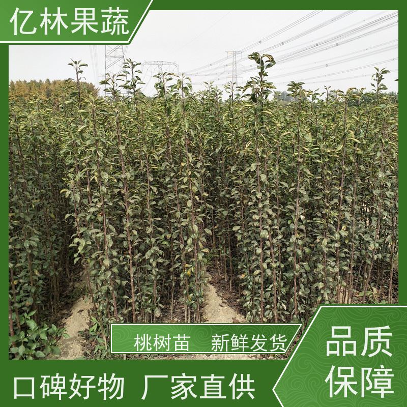 基地供应 黄桃苗 新品种挑苗 香甜可口 果实饱满味道好