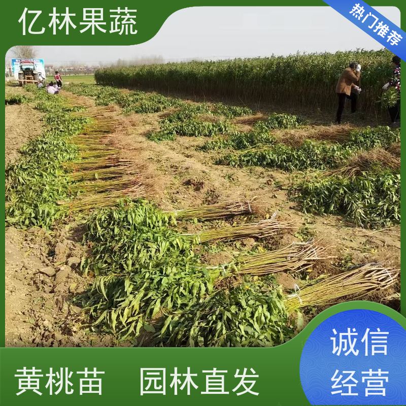 基地供应 冬桃苗 盆栽地栽庭院桃树苗苗 成活率高