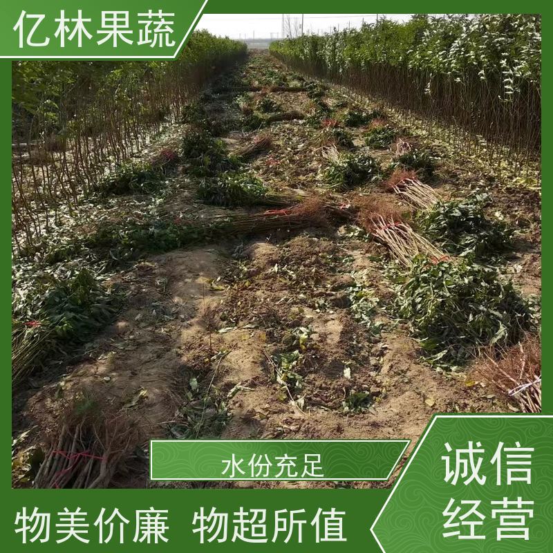 基地培育 秋彤桃 现挖现发新鲜 粗两公分 果实饱满味道好