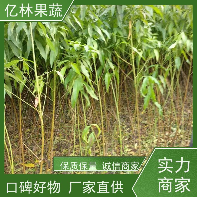 亿林苗木 园林嫁接桃苗 现挖现发新鲜 粗两公分 易栽培桃树苗