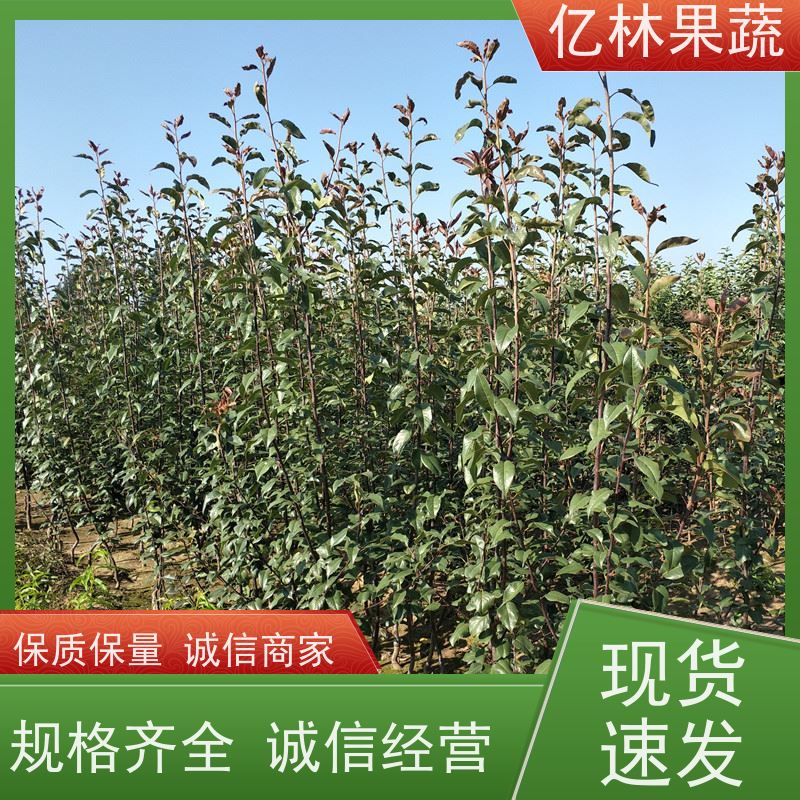 基地培育 秋彤桃 特产果树桃幼苗 根系饱满成活率高