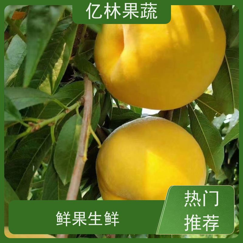 亿林苗木 晚熟桃树苗 现挖现发 口感香甜 根系饱满成活率高