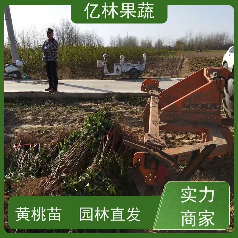 亿林苗木 冬桃苗 嫁接技术指导 抗寒能力强 根系饱满成活率高