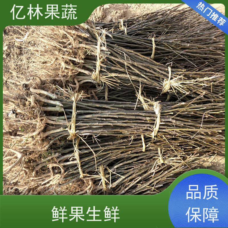 基地供应 油桃苗 嫁接技术指导 抗寒能力强 果实饱满味道好