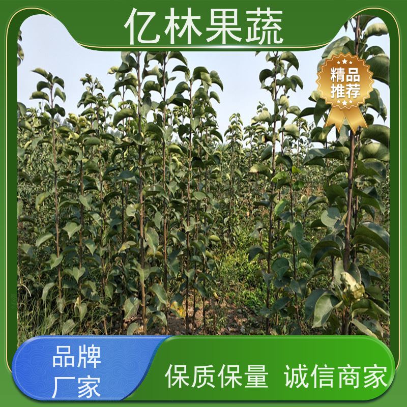 基地供应 晚熟桃树苗 嫁接技术指导 抗寒能力强 果实饱满味道好