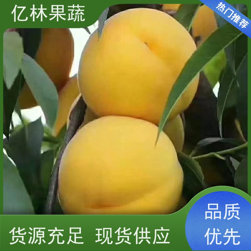 亿林苗木 冬桃苗 桃树果苗批发 自家园林 成活率高