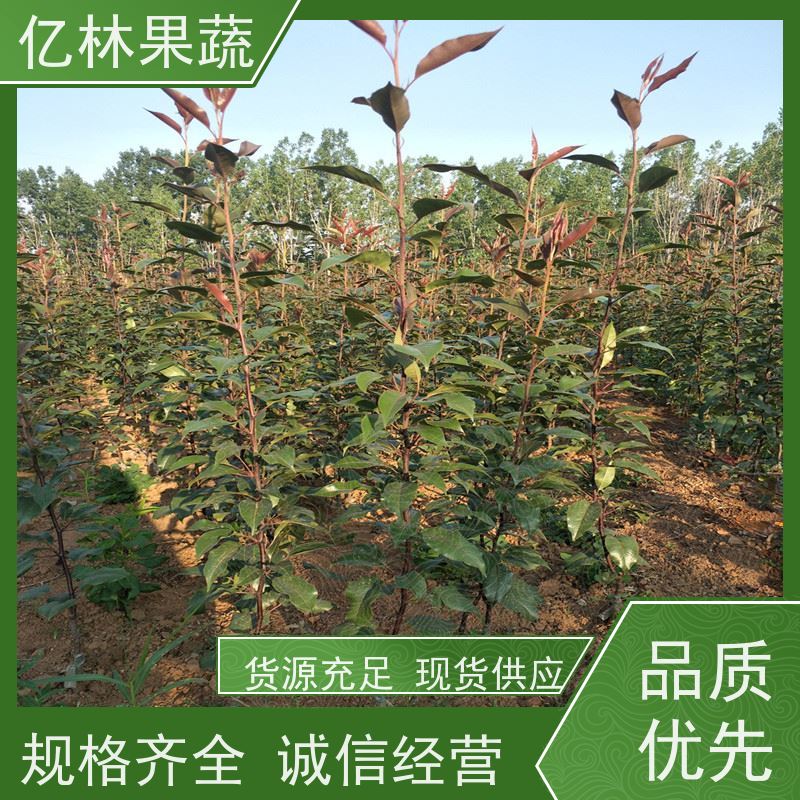 亿林苗木 秋彤桃 晚熟品种桃 口感脆甜 成活率高