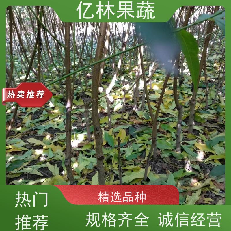 亿林苗木 冬桃苗 三公分现挖现发 品种齐全 成活率高