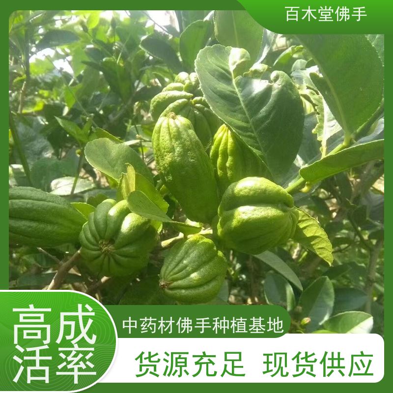 百木堂 佛手柑苗基地 树形丰富 成活率高 品种齐全