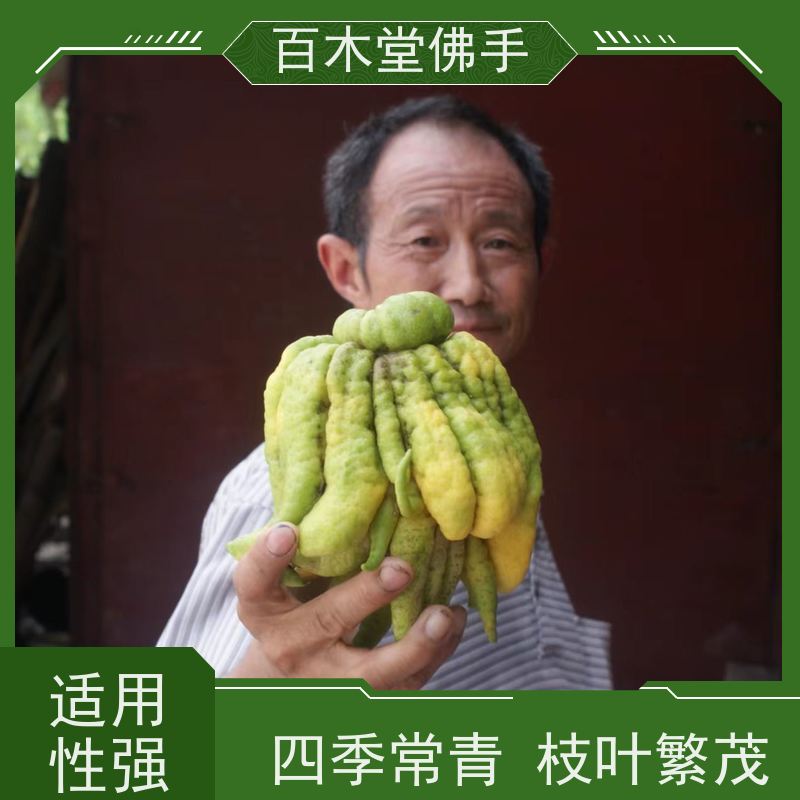 百木堂 佛手柑苗基地 树形丰富 成活率高 植株茂密