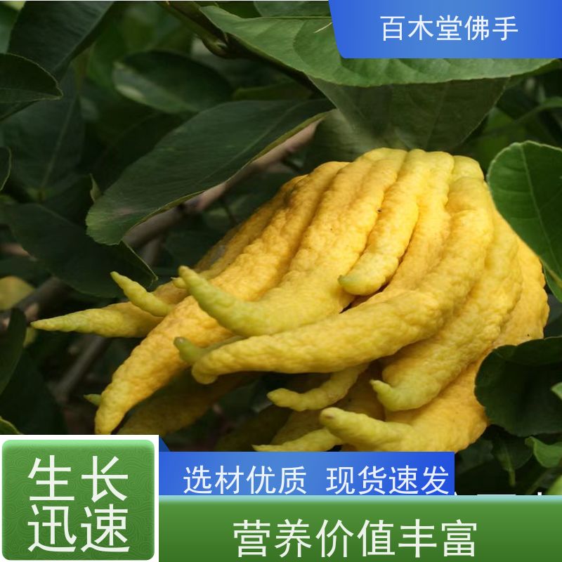 百木堂 中药材苗 树形丰富 成活率高 用于庭院装饰