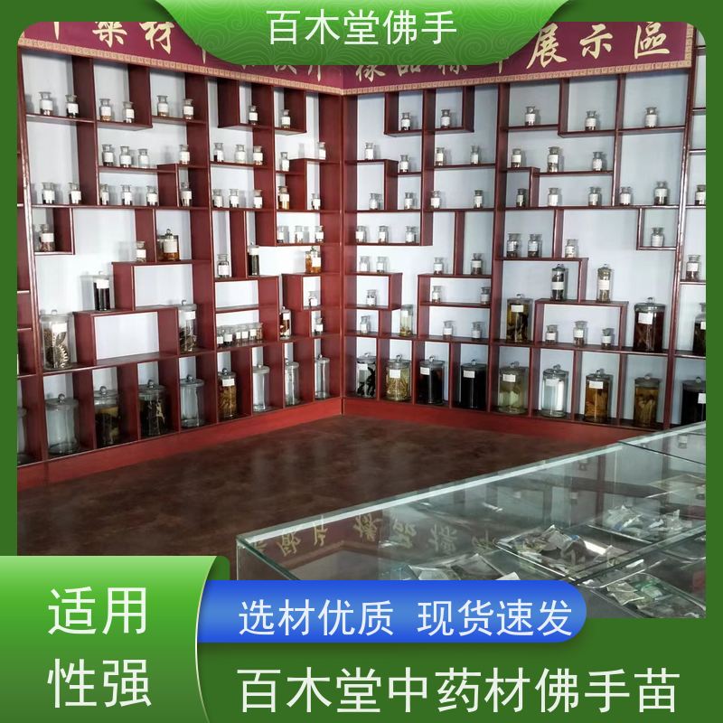 百木堂 四 川佛手苗 产量高 用途广泛 用于室内外盆景