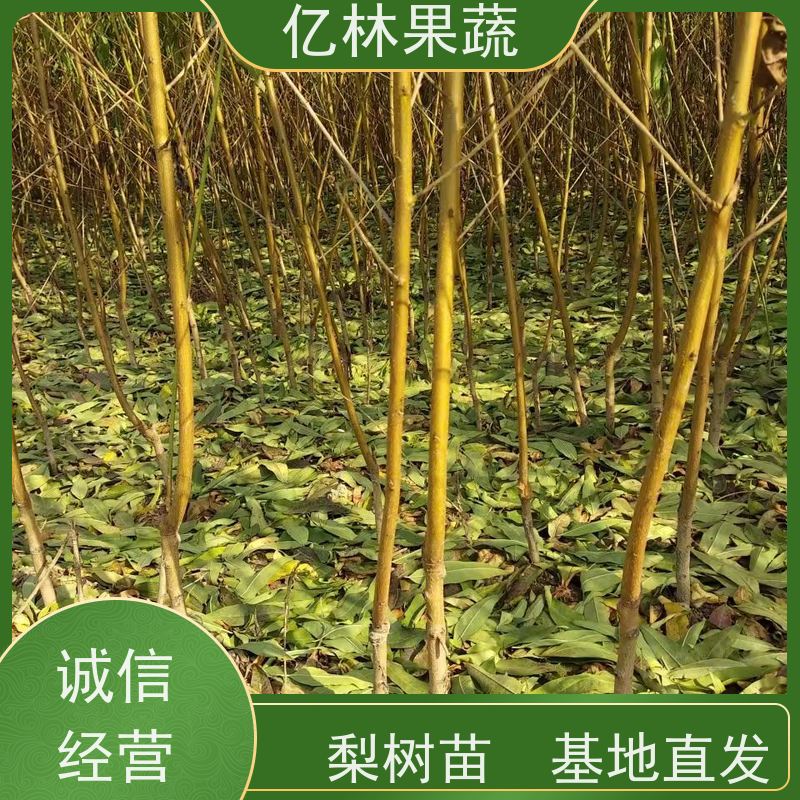 基地供应 园林嫁接桃苗 新品种挑苗 香甜可口 根系饱满成活率高
