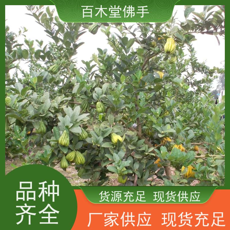 百木堂 重 庆佛手苗 树形丰富 成活率高 用于庭院装饰