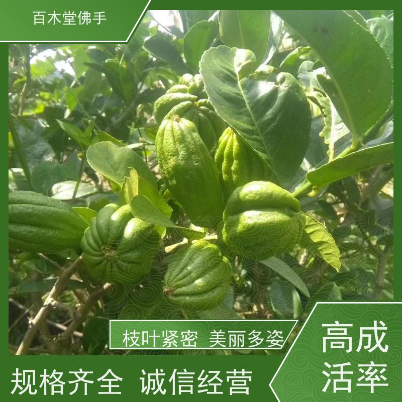 百木堂 中药材苗 高成活率 较耐干旱 用于庭院装饰