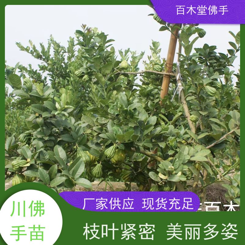百木堂 中药材苗 造型优美 易成活 用于庭院装饰