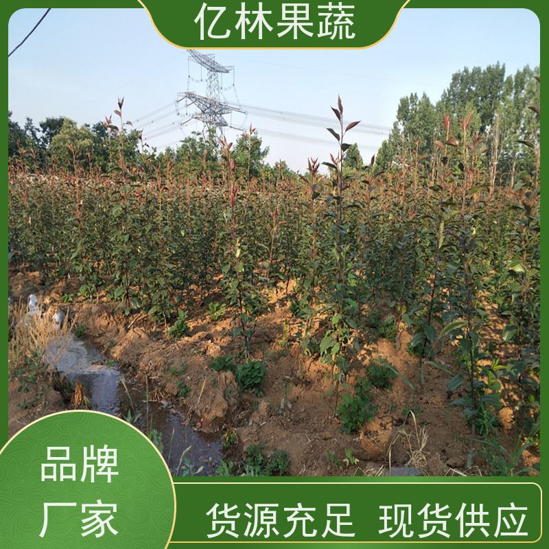 基地供应 冬桃苗 现挖现发新鲜 粗两公分 成活率高