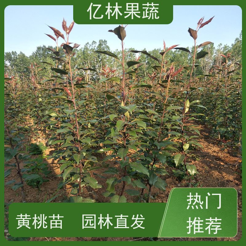 基地培育 桃树苗 特产果树桃幼苗 根系饱满成活率高