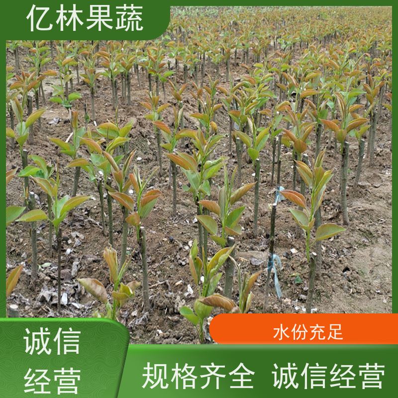 基地供应 冬桃苗 三公分现挖现发 品种齐全 易栽培桃树苗