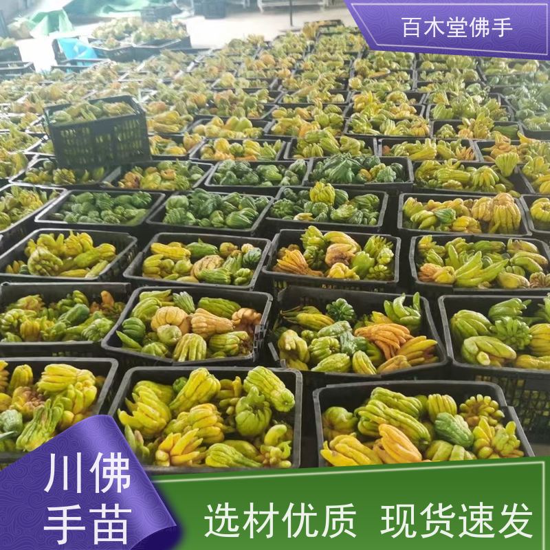 百木堂 佛手 可作为盆景摆设 货源充足 园林景区栽植