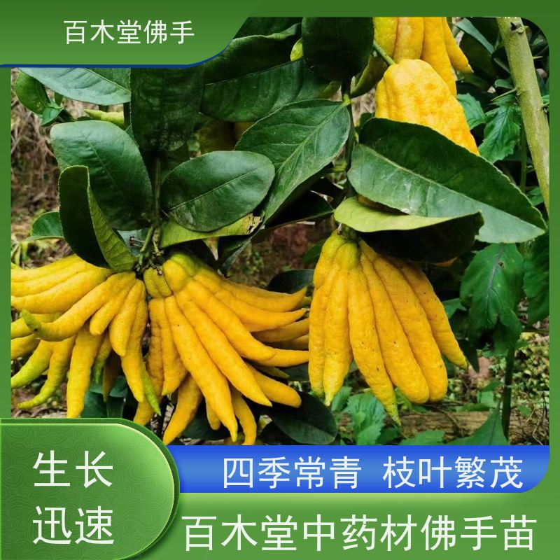 百木堂 广佛手 植株茂密 生长迅速 种苗基地直供