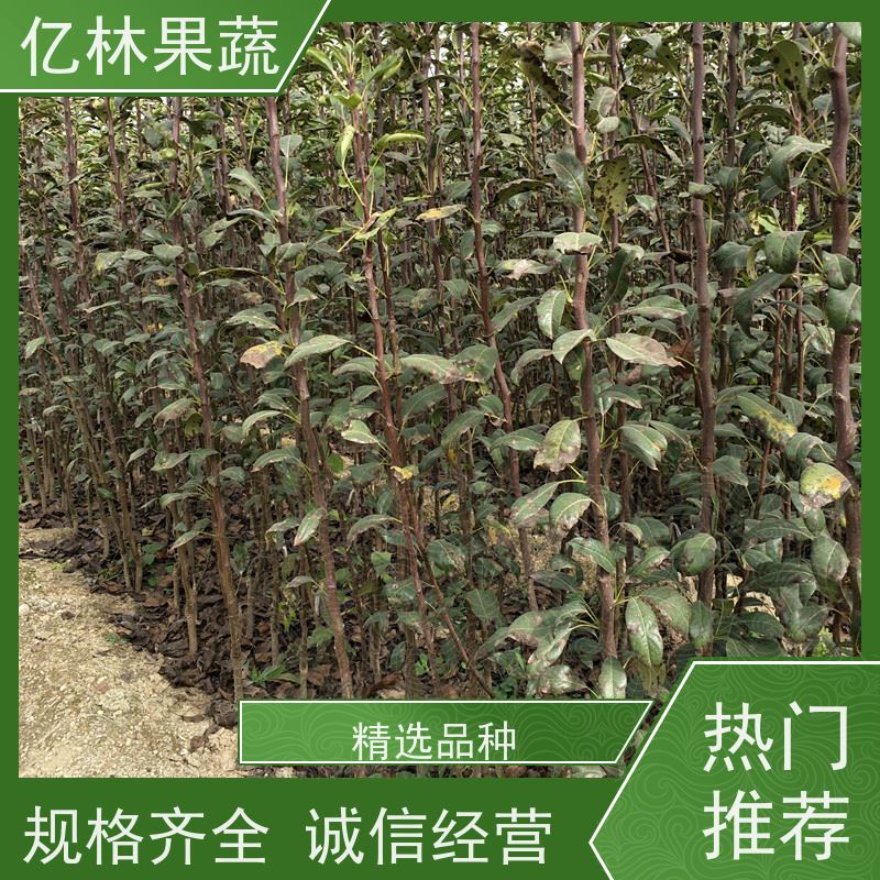 亿林苗木 油桃苗 南北方种植 桃树果树苗 成活率高