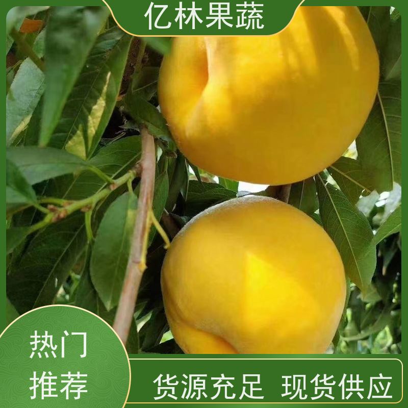 基地供应 桃树苗 嫁接技术指导 抗寒能力强 根系饱满成活率高