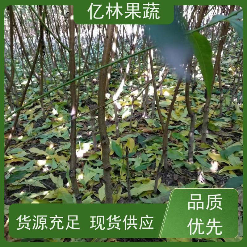 亿林苗木 冬桃苗 嫁接技术指导 抗寒能力强 易栽培桃树苗