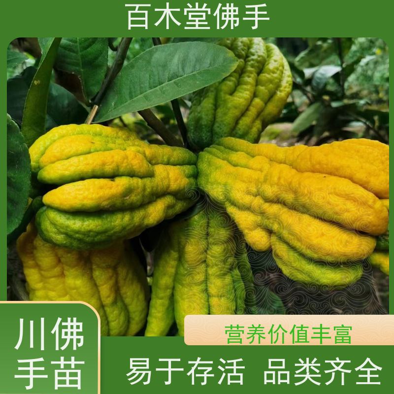 百木堂 金 佛手 枝叶紧密 美丽多姿 城市景观绿化树 