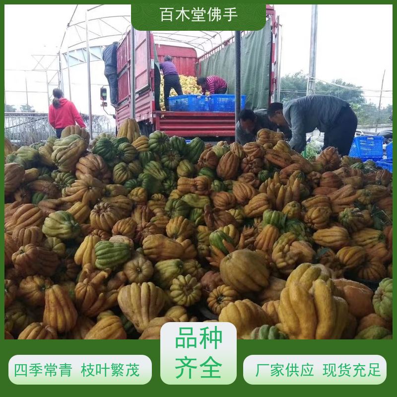 百木堂 川佛手 观赏植物 附加值高 道路绿化行道苗