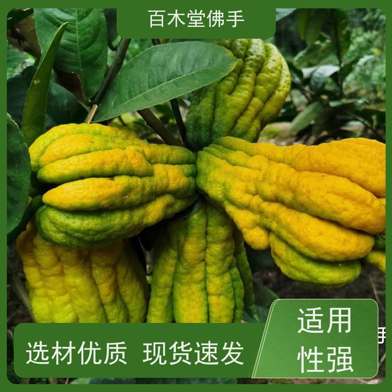 百木堂 金 佛手 可作为盆景摆设 货源充足 种苗基地直供