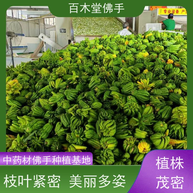 百木堂 重庆佛手 可作为盆景摆设 货源充足 中药材种植基地 