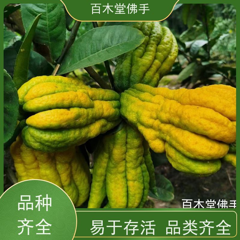 百木堂 广佛手 观赏植物 附加值高 种苗基地直供