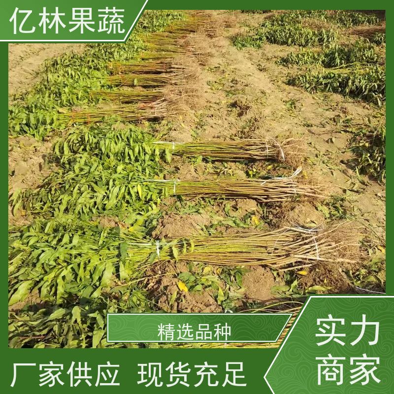 亿林苗木 桃树苗 现挖现发 口感香甜 根系饱满成活率高