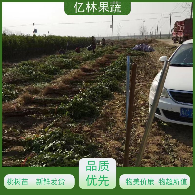 基地供应 油桃苗 现挖现发新鲜 粗两公分 易栽培桃树苗