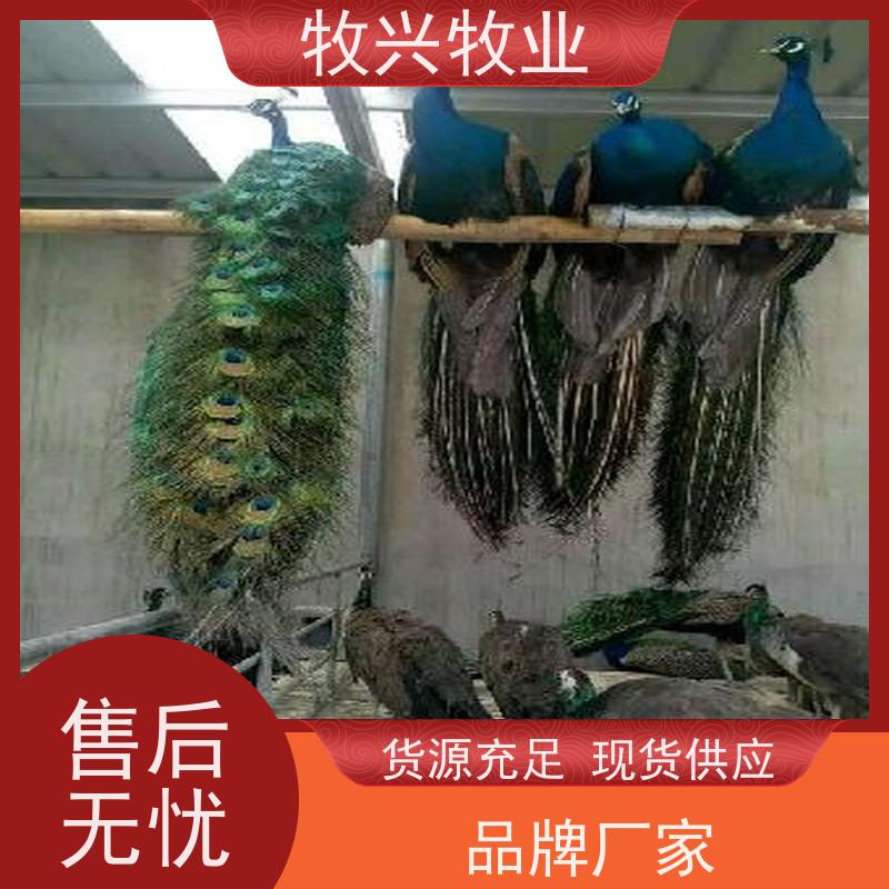 渭南专卖孔雀一只孔雀苗 