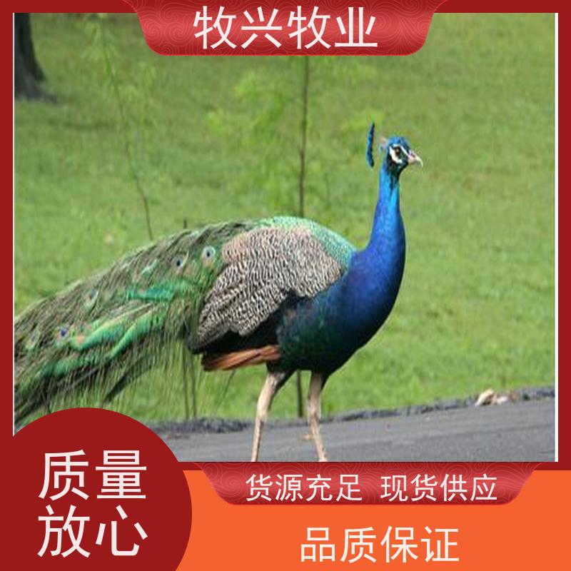 散养成年观赏开屏孔雀 尾羽丰满鲜艳 观赏性强