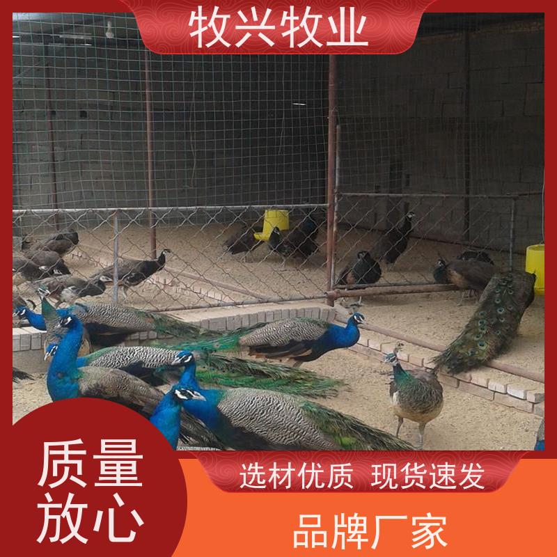 长期供应公园散养开屏大尾巴孔雀孔雀苗