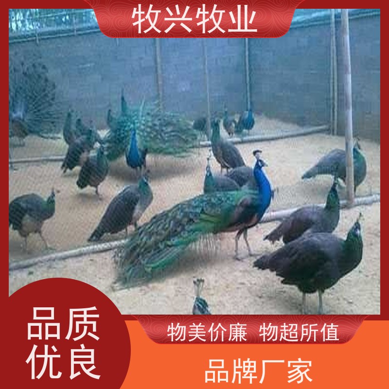 新疆出售斗鸡出售孔雀
