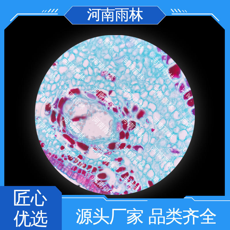 雨林教育工程 专业 生物切片 可后期加工 细胞清晰